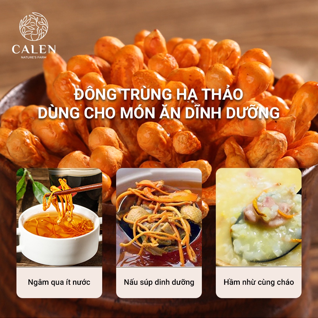 Trà Đông Trùng Hạ Thảo Sấy Khô Giúp Bồi Bổ Cơ Thể, Nâng Cao Sức Khỏe