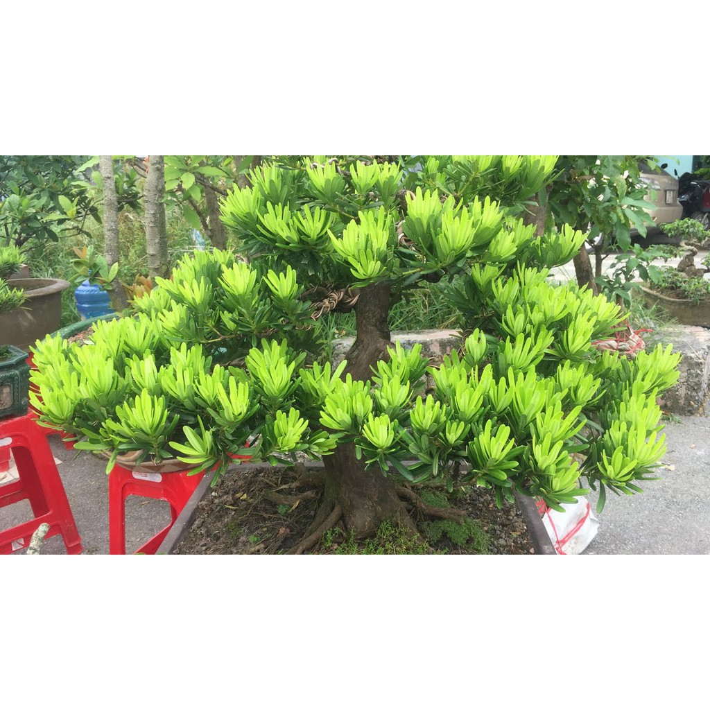 CÂY GIỐNG CÂY VẠN NIÊN TÙNG KIM CƯƠNG BONSAI TRƯỜNG THỌ , cam kết uy tín chất lượng