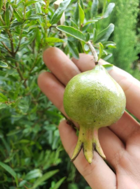 Cây lựu đỏ Thái lan