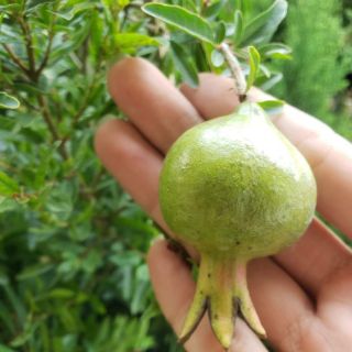 Cây lựu thái.lựu đỏ ấn độ(tặng kèm phân bón)