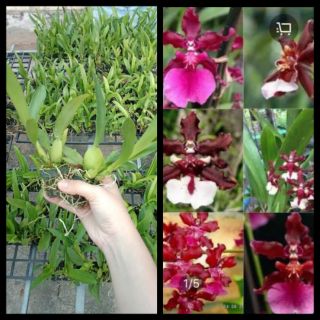 Combo 5c vũ nữ giống