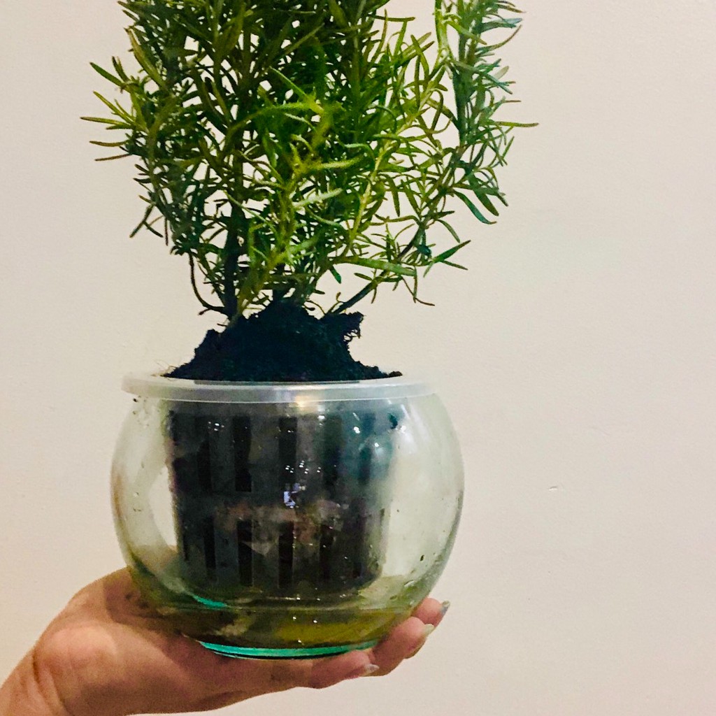 Bể cá thủy tinh tròn mini size lớn nhỏ để bàn phong thủy quả cầu nuôi cá trồng cây TERRARIUM ML_QC