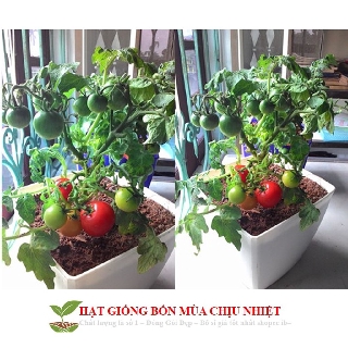 Hg12 20H - HẠT GIỐNG CÀ CHUA BI ĐỎ LÙN ĐẾN MÙA TRỒNG TẾT