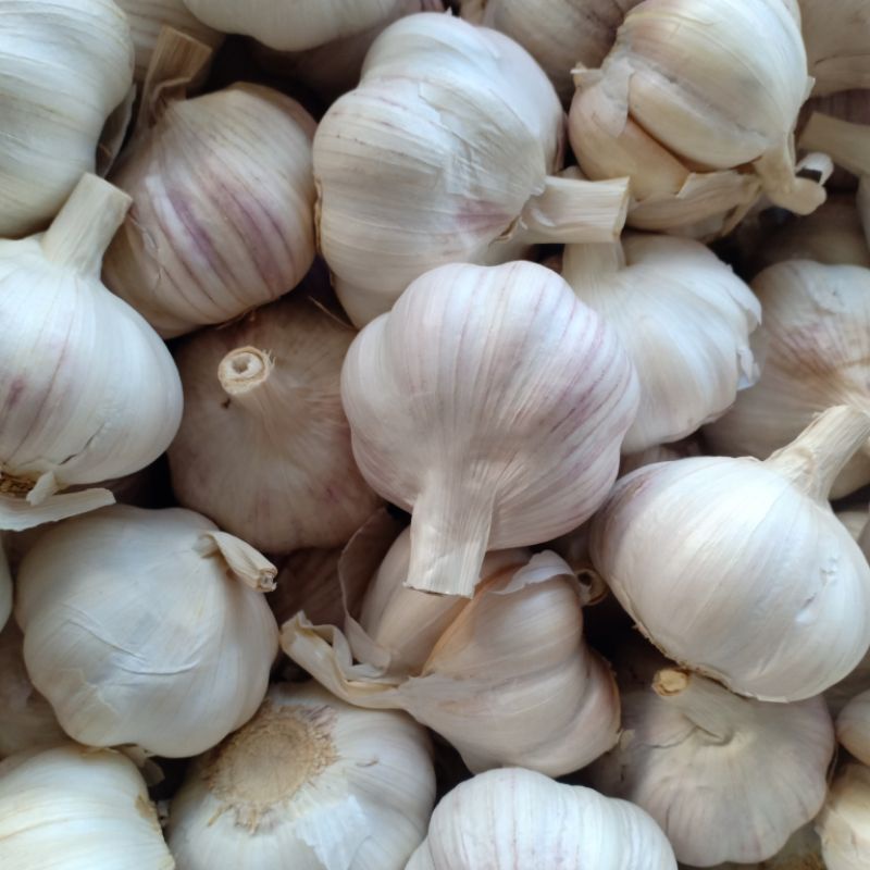 Tỏi tím tép to túi lưới 1 kg