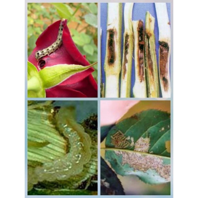 Chế Phẩm Diệt Côn Trùng Xâu Hại Cây Trồng Chlorfen ThaiLan 240SC