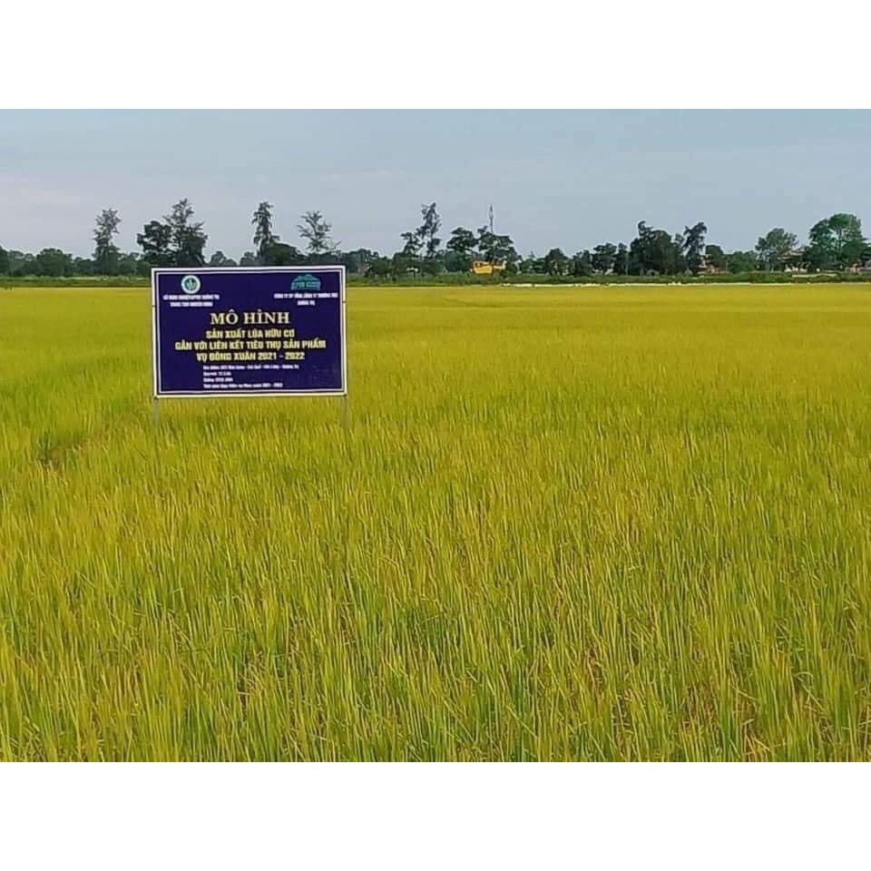 Gạo sạch hữu cơ / Gạo Organic SEPON - Giống ST25 - Gạo ngon nhất thế giới. 5kg