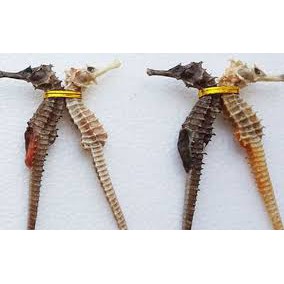 Cá Ngựa - Hải mã khô kích cỡ 6-8 cm. Đặc sản Phú Quốc | BigBuy360 - bigbuy360.vn