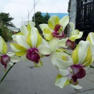 Denro lai cat Mắt rồng
