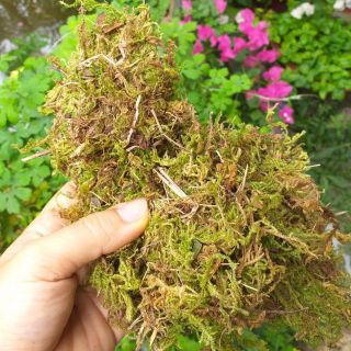 400g rêu rừng trồng phong lan giá tại xưởng