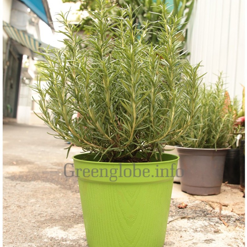 Cây Hương Thảo| Chậu Cây Hương Thảo( Rosemary )| chậu mủ vân gỗ như hình| Green Globe