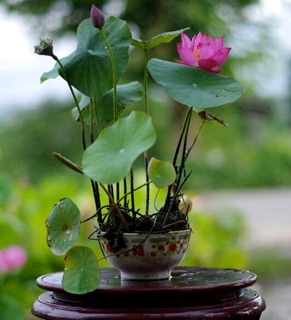 Hạt giống hoa sen baby