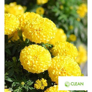 Hạt giống hoa Vạn thọ mỹ mix (50 hạt)