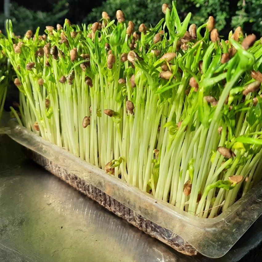 Hạt giống rau mầm rau muống siêu ngọn 50GR ngon giòn ngọt nảy mầm cao - rau củ quả trồng chậu, sân vườn ban công RADO16