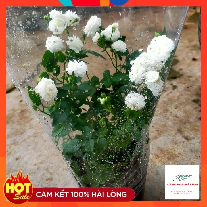 Hồng Bạch trà – hoa hồng Việt đơm bông quanh năm được ưa chuộng, cây bạch trà có vẻ đẹp tinh khôi.