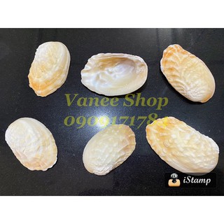 Vỏ bào ngư vàng 100gr