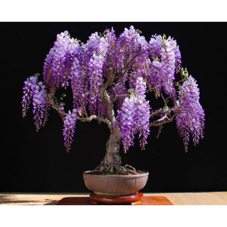 Hạt giống Hoa Tử đằng giá sỉ