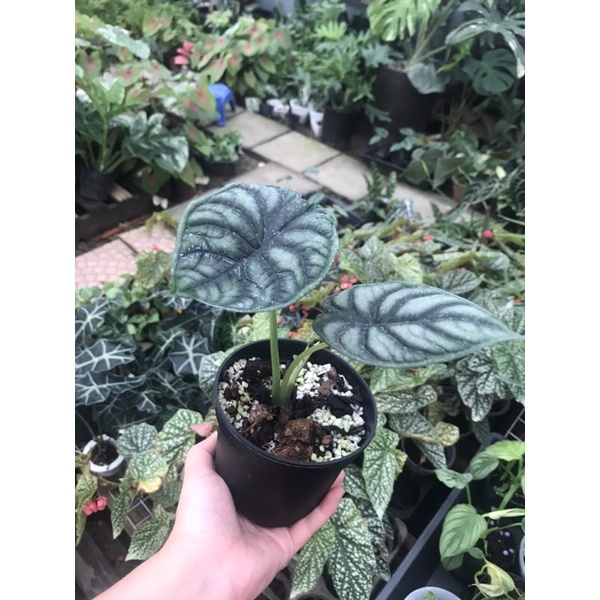 Cây giống alocasia dragon scale, cây đã trồng thuần và tách từ cây mẹ tại VN