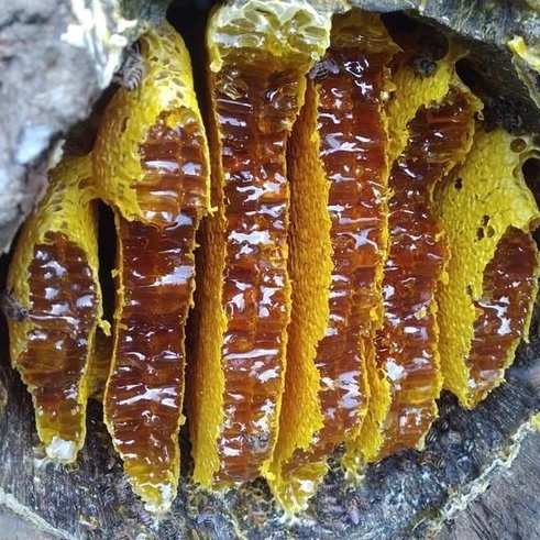 Mật Ong Rừng-Ong Đá Nguyên Sáp (Nguyên Bánh Tổ) 500 Gam
