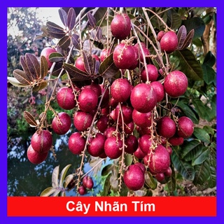 Cây Nhãn Tím - cây ăn quả