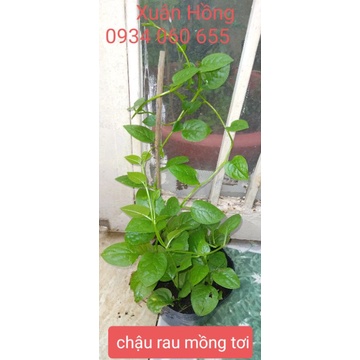 chậu rau( cải xoong nhật, rau răm, đậu bắp, cẩm tím nhật...)