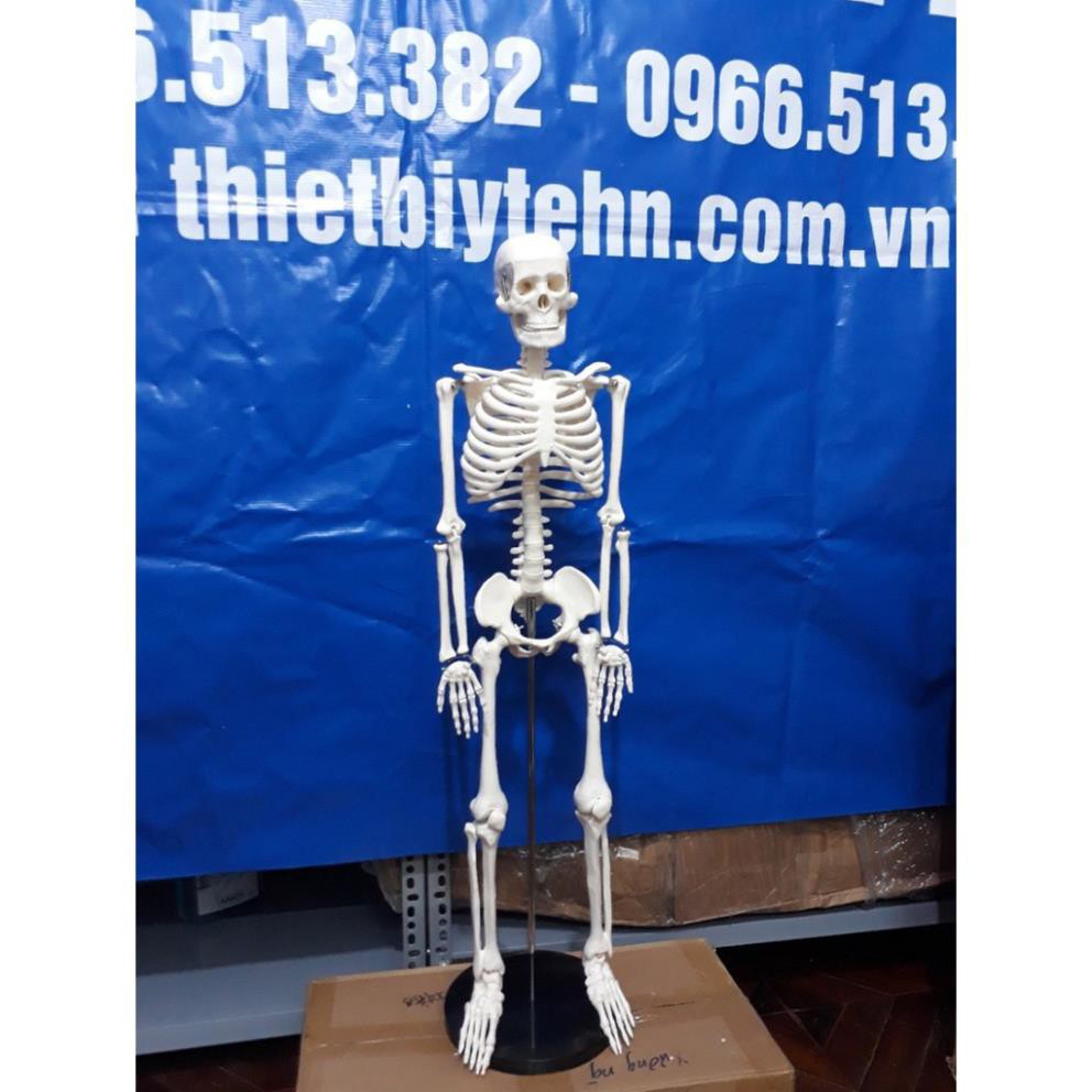 Mô hình giải phẫu hệ xương người cao 85cm - mô hình xương