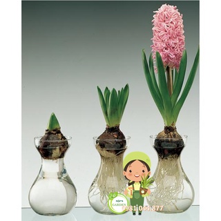 củ hoa tiên ông sẵn mầm (dạ lan hương) trồng nước ( củ + bình)