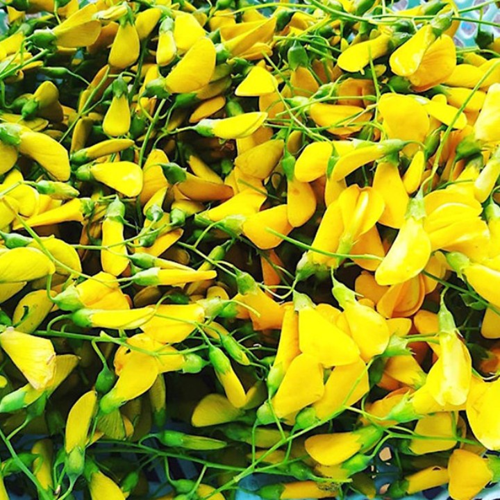 Hạt giống Bông điên điển Tứ quý Thái Lan gói 50 hạt