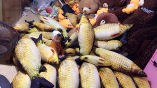 Cá chép bông size bự