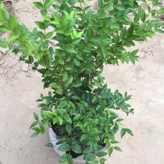 Cây giống nho thân gỗ