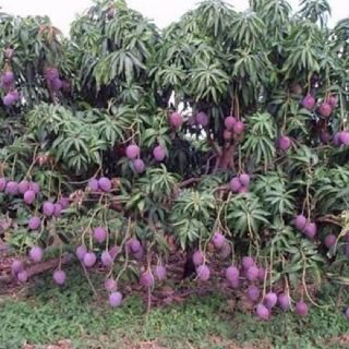 Xoài tím siêu ngọt