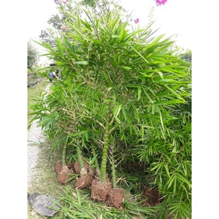 cây trúc phật bà