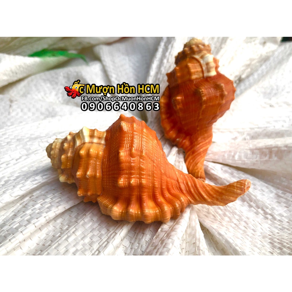 Quà Tặng của Biển - Vỏ Ốc Mượn Hồn - Vỏ Ốc Biển Tự Nhiên - Quà tặng - Trang trí nhà cửa, hồ cá, bàn làm vi