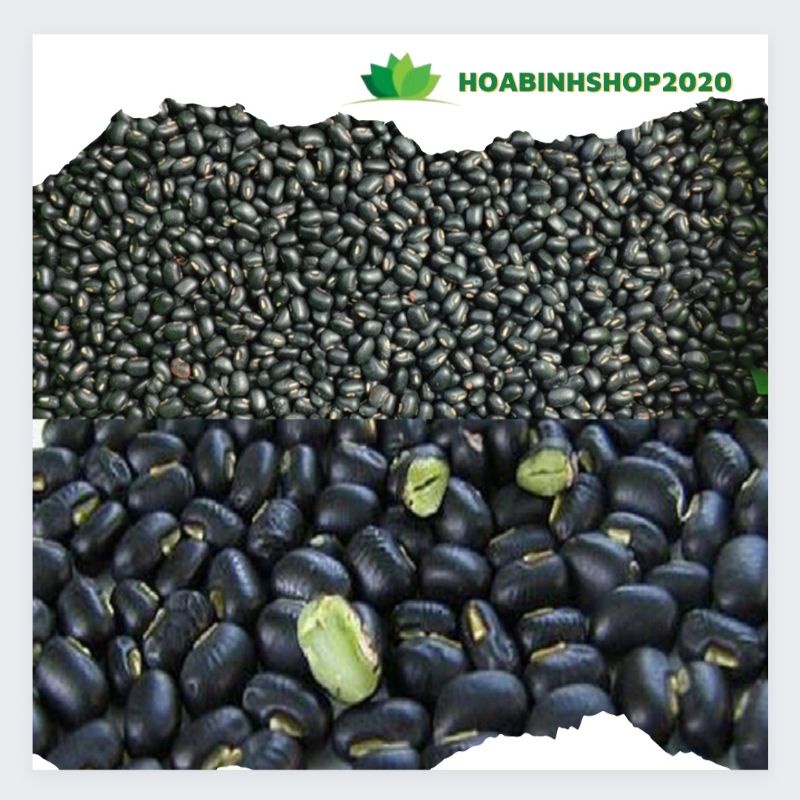 Đậu Đen Xanh Lòng Sạch Trồng Ở Quê Phơi Nắng Tự Nhiên