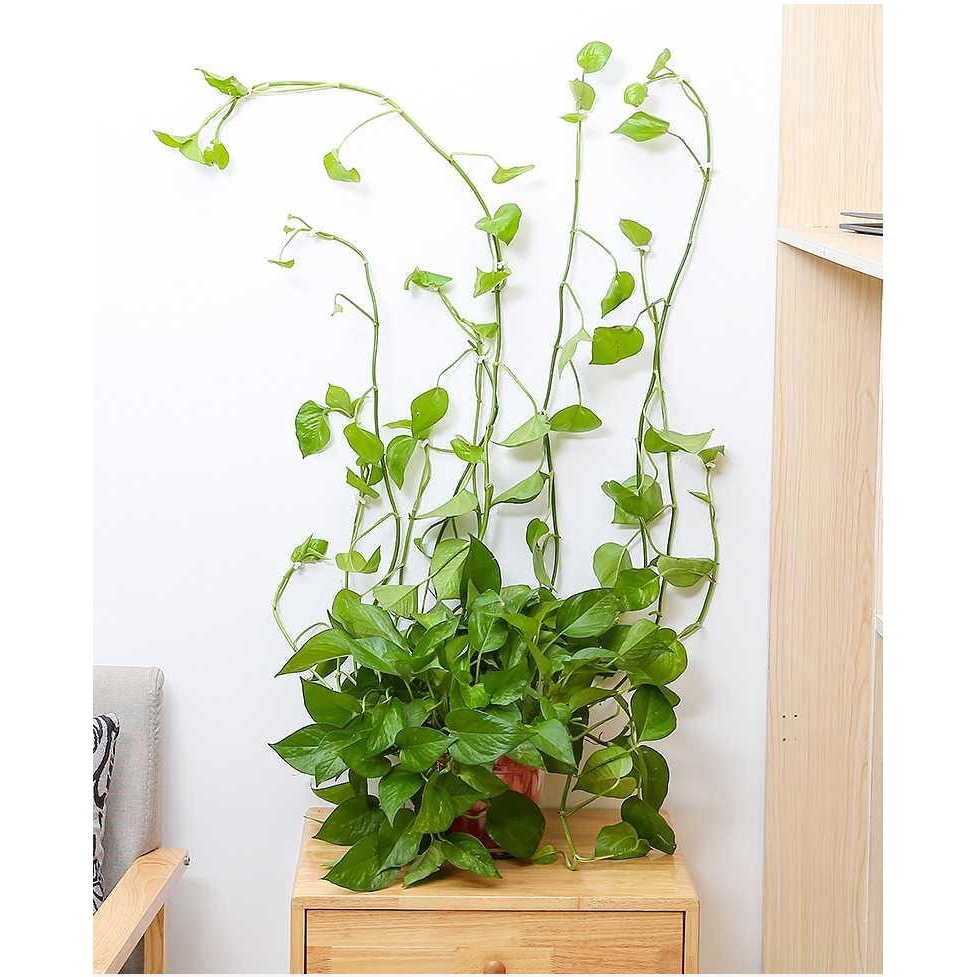 Set 10 / 10 Kẹp Cố Định Dây Leo Dùng Trang Trí Nhà Cửa / Dây Leo Núi Giá Đỡ