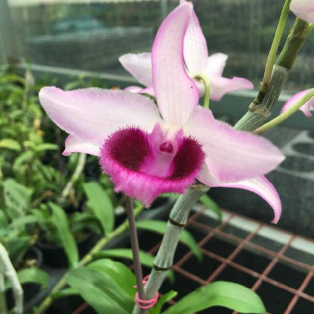 Trầm Rồng Hè