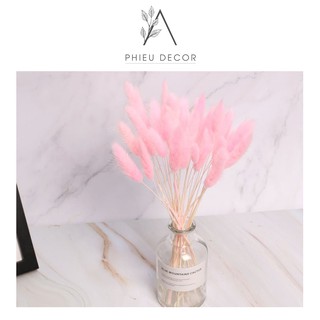 🌸 CỎ ĐUÔI THỎ 🌸 Trang trí nhà cửa, chụp ảnh