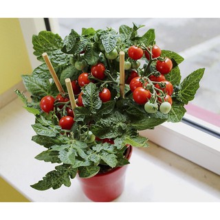 [Big Sale] Hạt giống cà chua bi kiểng lùn đỏ