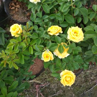 Cây hoa hồng vàng