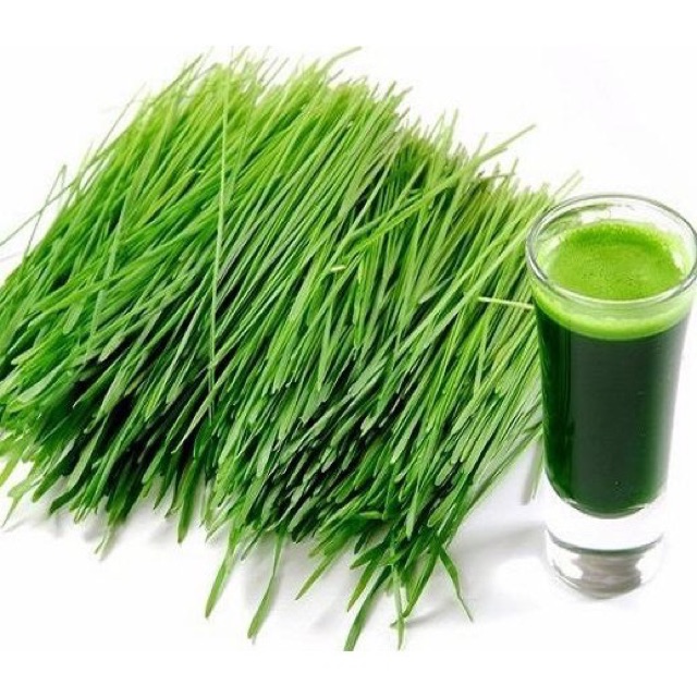 Hạt giống lúa mạch • wheatgrass •(tiểu mạch) tốt cho sức khoẻ.