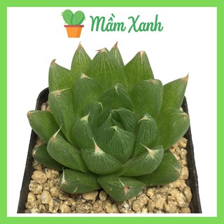 Sen đá dạ quang | Haworthia Succulent