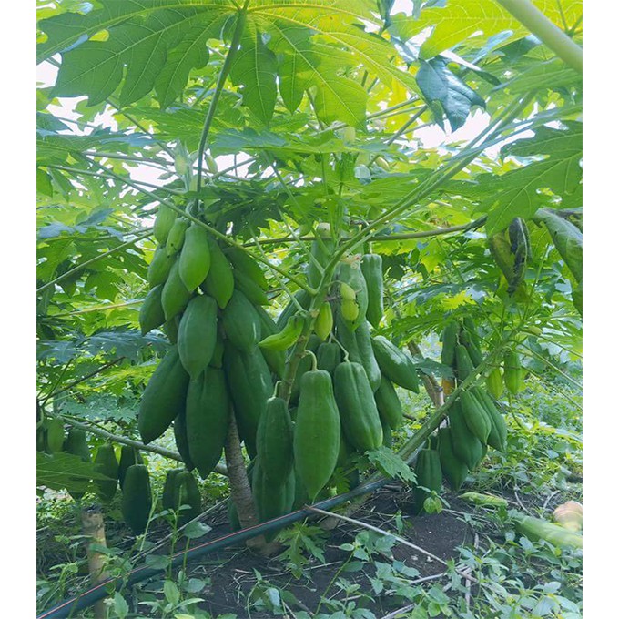 Hạt giống Đu Đủ Lùn 5 Hạt