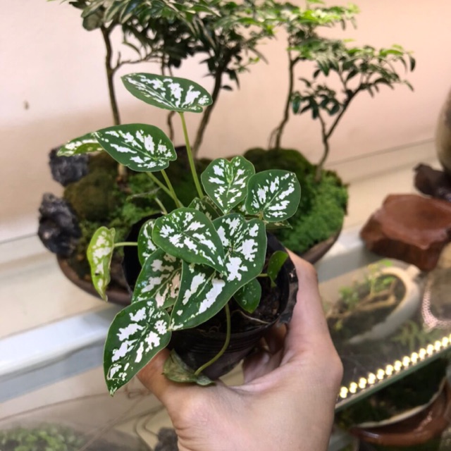 Cây môn var set hồ bán cạn