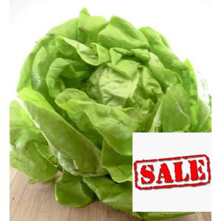 Gói 5 gr xà lách cuộn xanh SALE