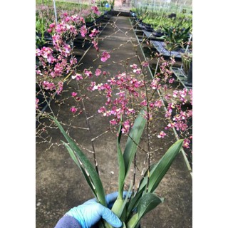 VŨ NỮ NGỌC NỮ - 140K/1 CHẬU- CÂY TRƯỞNG THÀNH CHƯA Nụ