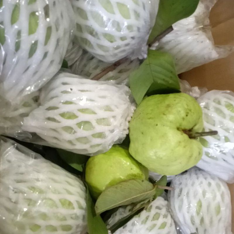 Ổi nữ hoàng bến tre