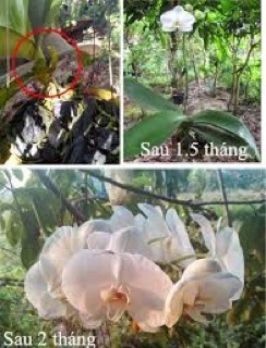 Thuốc Keiki Kích rễ của Thái