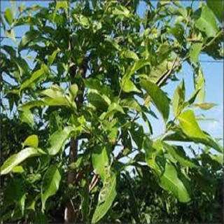 CÂY GIỐNG LÁ VỐI NẾP