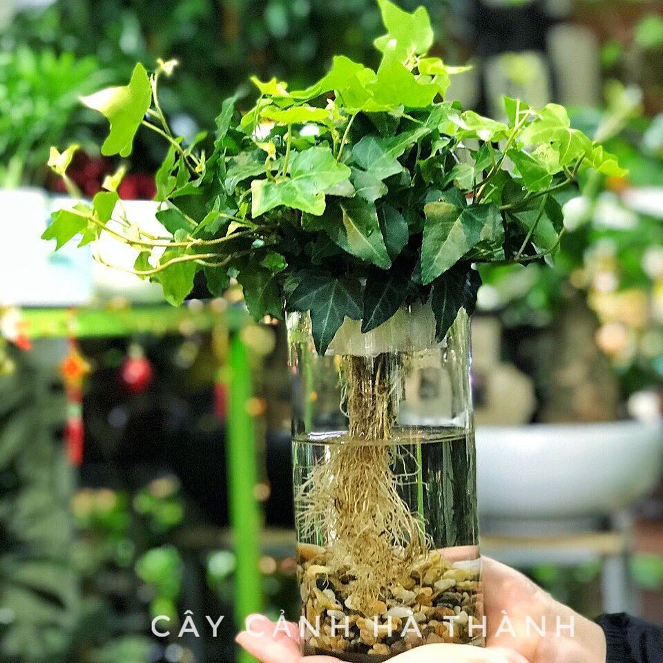 Hạt Giống Dây Thường Xuân  -
