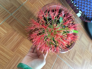Củ Hoa Hồng Tú Cầu