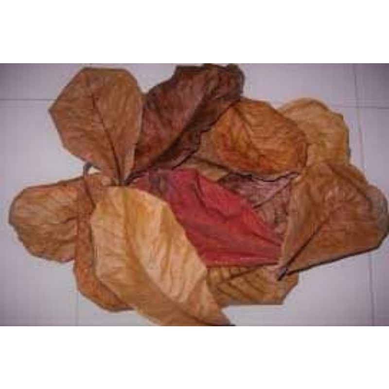 HCM 1 7 màu koi short đen/Huyết kiếm/betta hm/Molly/full gold/rồng đỏ+ốc+lá bàng+tai chuột+bèo tây(lục bình)+bèo Nhật